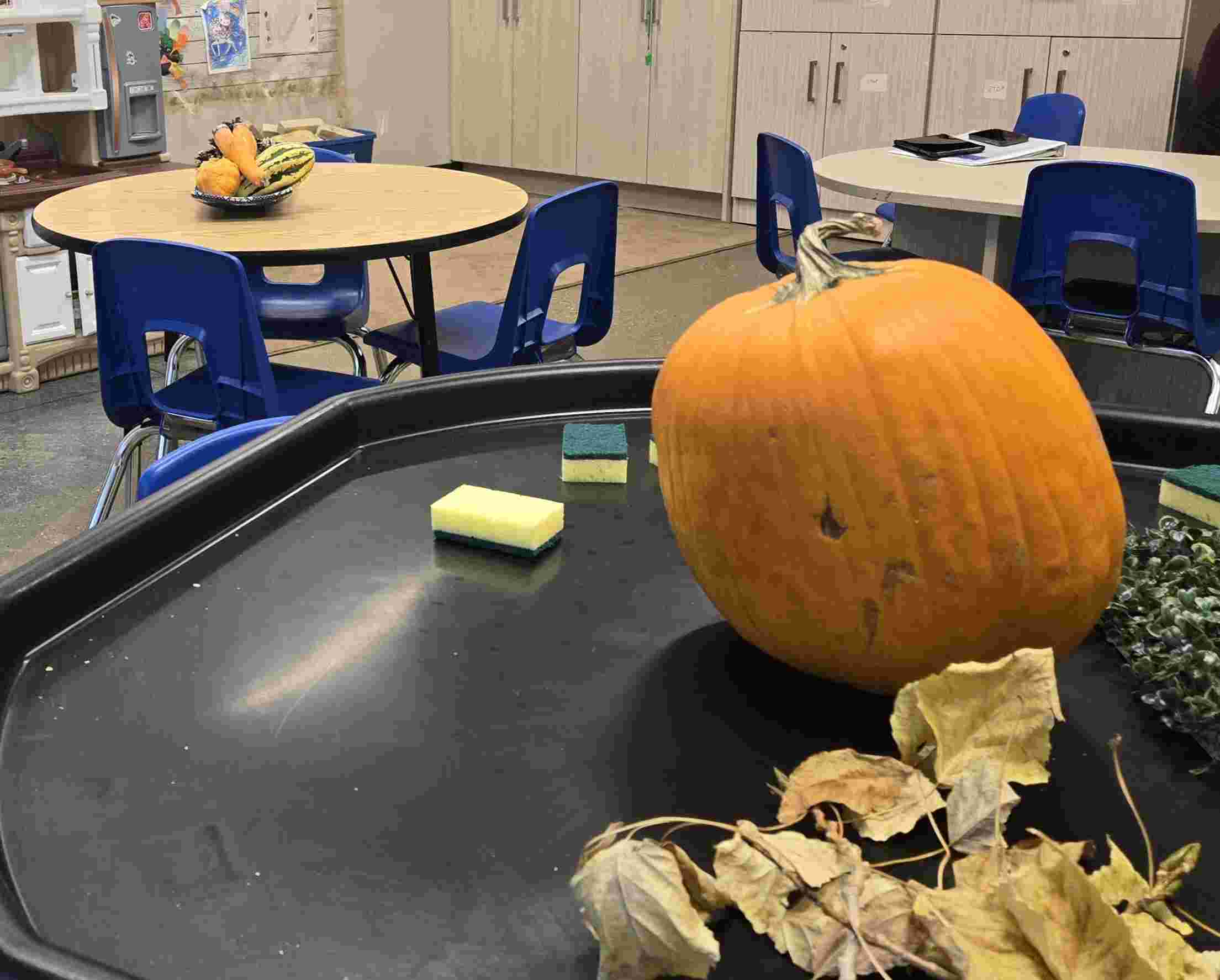 Treasure Seeds moment